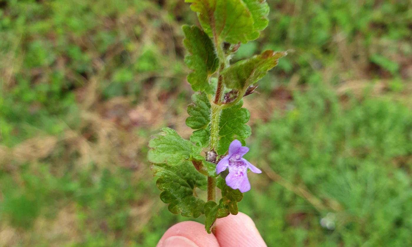 Gundermann (Echt-Gundelrebe, Erdefeu) - Glechoma - tal como se encuentra en la naturaleza. Gundermann (Echt-Gundelrebe, Erdefeu) - Glechoma - tal como se encuentra en la naturaleza.