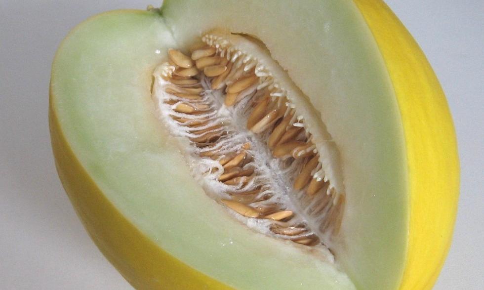 Honigmelone Roh