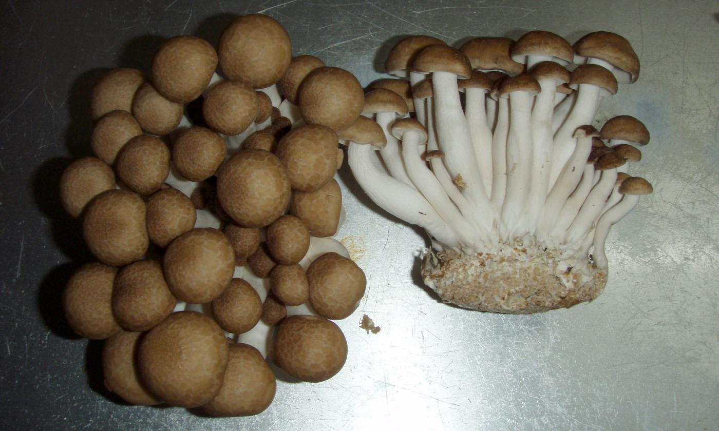 Buchenpilz Buchenpilz