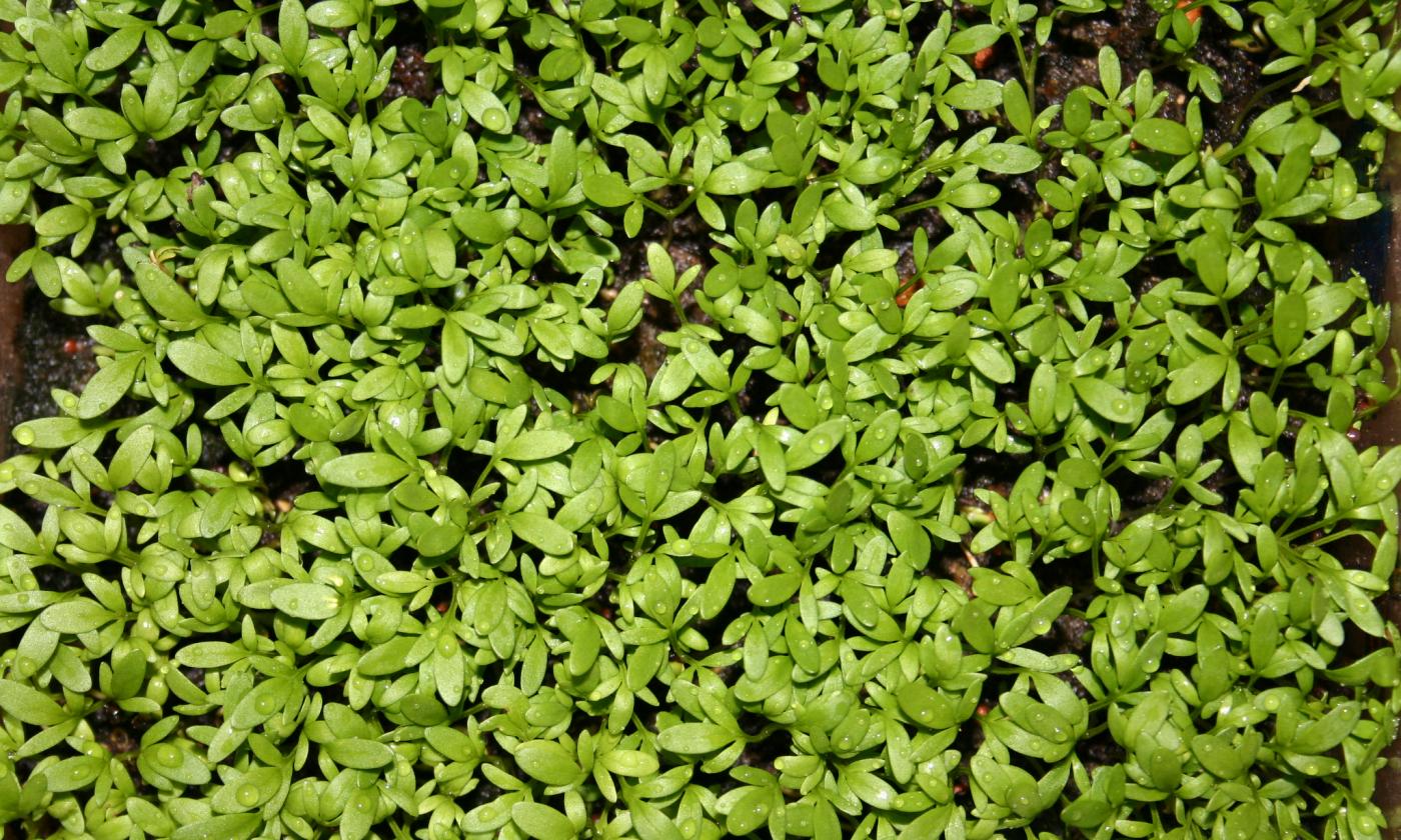 Giovane crescione da giardino - Lepidium sativum - in una piantagione vista dall'alto. Giovane crescione da giardino - Lepidium sativum - in una piantagione vista dall'alto.