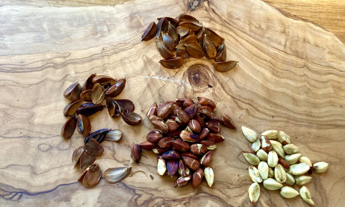 Foto der rohen, geschälten und am Ende fertig gerösteten Bucheckern.