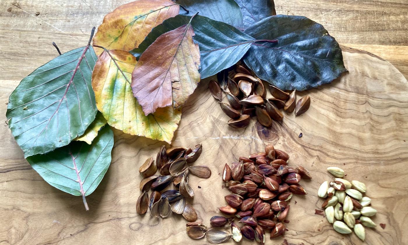 Foto der rohen, geschälten und gerösteten Bucheckern.