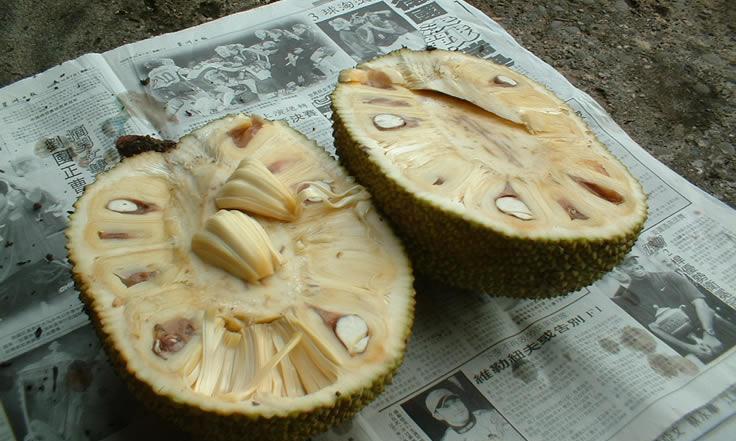 Fruta de Jack (fruta de Jacob, fruta de Jaca, Nangka) cruda, cortada a la mitad lado a lado. Fruta de Jack (fruta de Jacob, fruta de Jaca, Nangka) cruda, cortada a la mitad lado a lado.