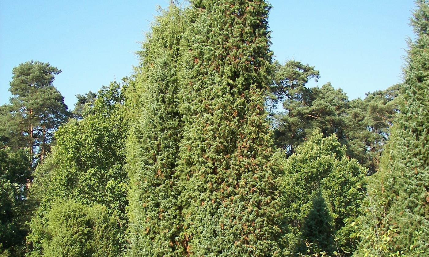 Common juniper—Juniperus communis: Plants in the juniper family are evergreen, as this image shows. Common juniper—Juniperus communis: Plants in the juniper family are evergreen, as this image shows.