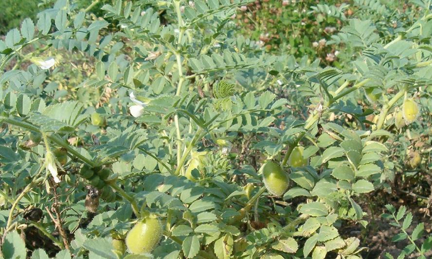 Mata de garbanzos con pocas vainas. En su interior sólo hay de uno a cuatro garbanzos inmaduros. Mata de garbanzos con pocas vainas. En su interior sólo hay de uno a cuatro garbanzos inmaduros.