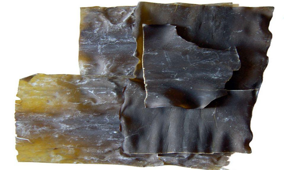 Kombu Alge, old: Laminaria spp., New: saccharina japonica: popular in Japanese cuisine. Kombu Alge, old: Laminaria spp., New: saccharina japonica: popular in Japanese cuisine.