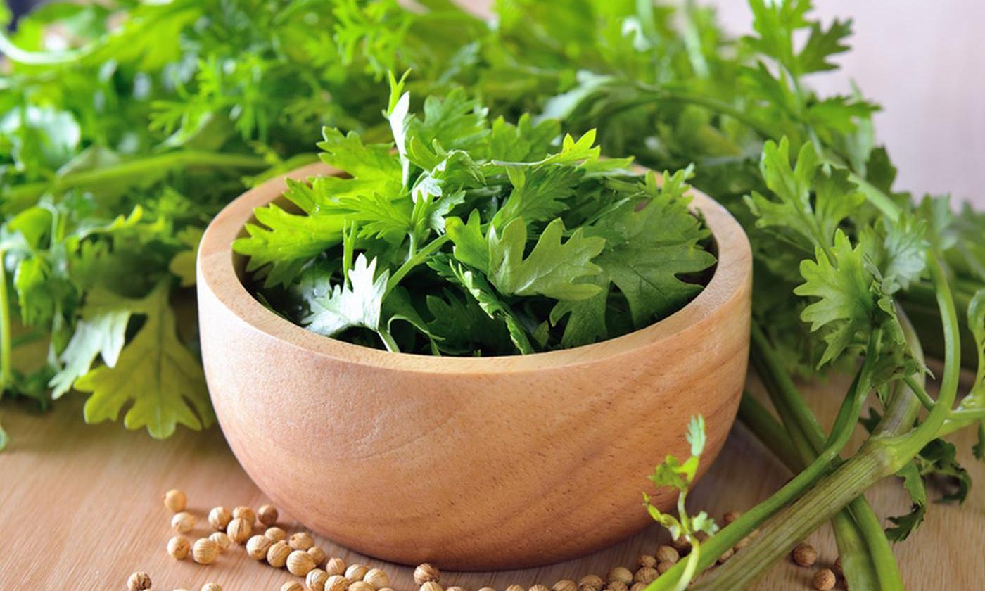 Cilantro (fresh coriander): Leaves in a small wooden bowl with some coriander seeds in front of it. Cilantro (fresh coriander): Leaves in a small wooden bowl with some coriander seeds in front of it.