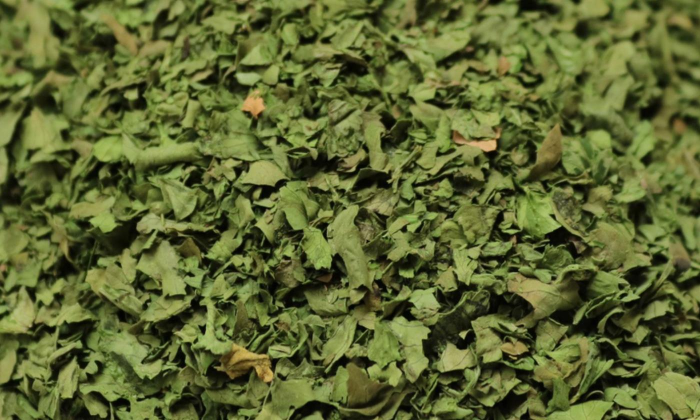 Coriander leaves, dried - Coriandrum sativum - layered. Coriander leaves, dried - Coriandrum sativum - layered.