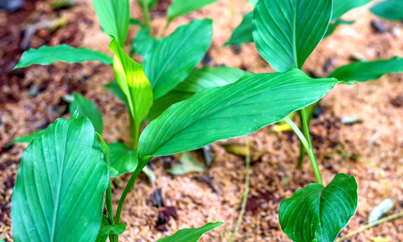 Cúrcuma (Curcuma longa) plantas jóvenes en el suelo.