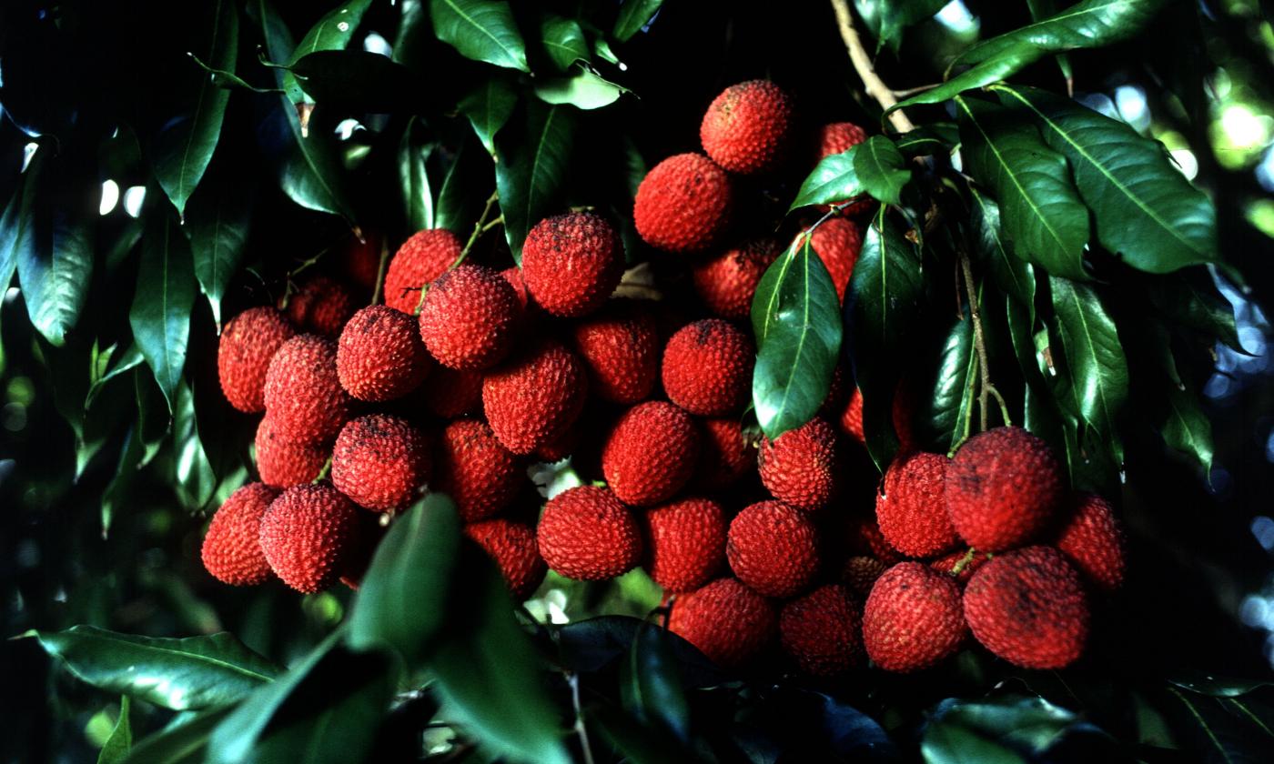 Frutto maturo di litchi su un albero di litchi (Litchi chinensis).