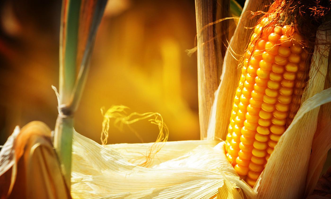 Corn on the cob, half-peeled - Zea mays mays L. - on plant. Corn on the cob, half-peeled - Zea mays mays L. - on plant.