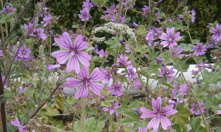 Prado con malvas silvestres (Malva sylvestris) en plena floración. La planta se puede comer cruda. Prado con malvas silvestres (Malva sylvestris) en plena floración. La planta se puede comer cruda.