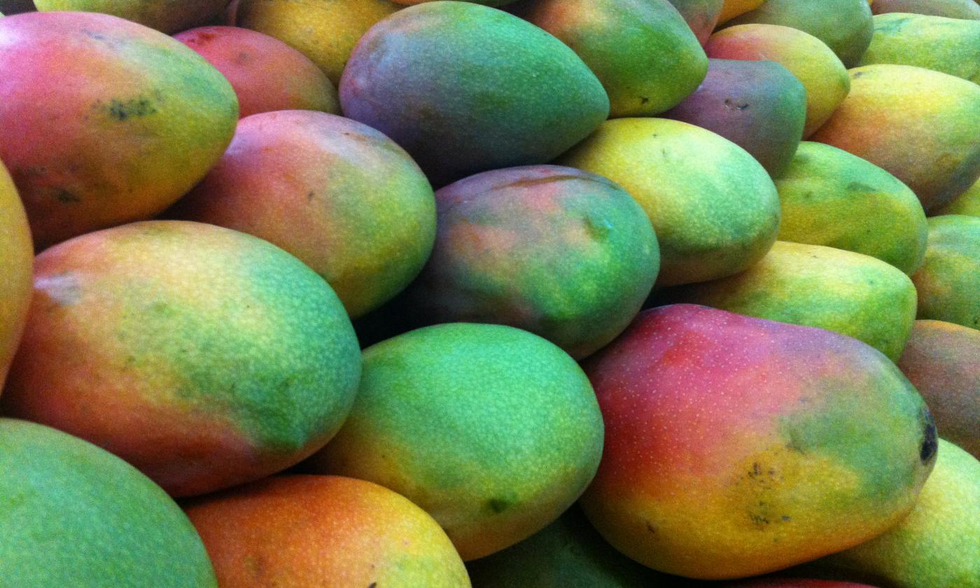 Ripes mangoes on a stand in a market (Mangifera indica) Ripes mangoes on a stand in a market (Mangifera indica)