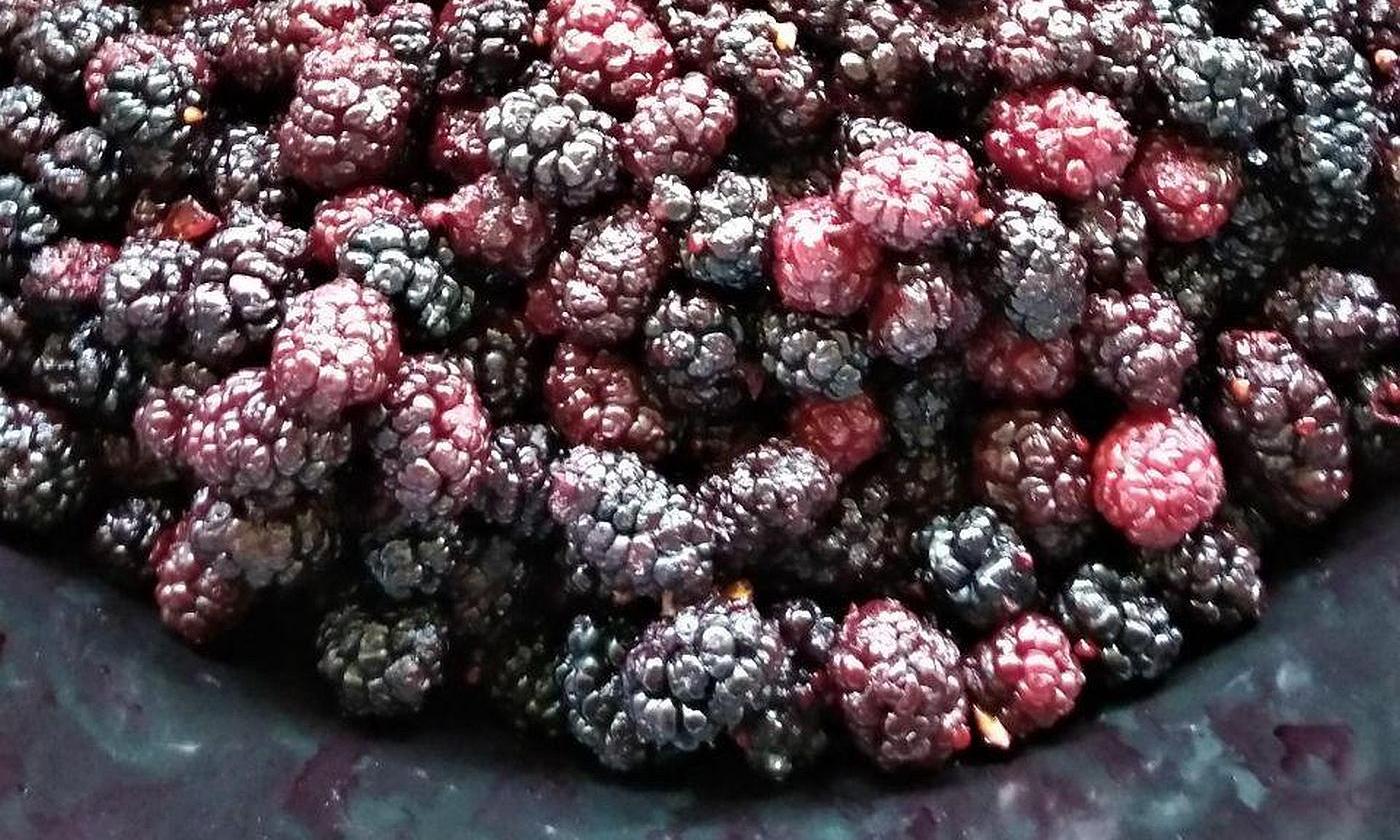 Mulberry, negro, crudo (Morus nigra) se derramó en una superficie, no del todo maduro. Mulberry, negro, crudo (Morus nigra) se derramó en una superficie, no del todo maduro.