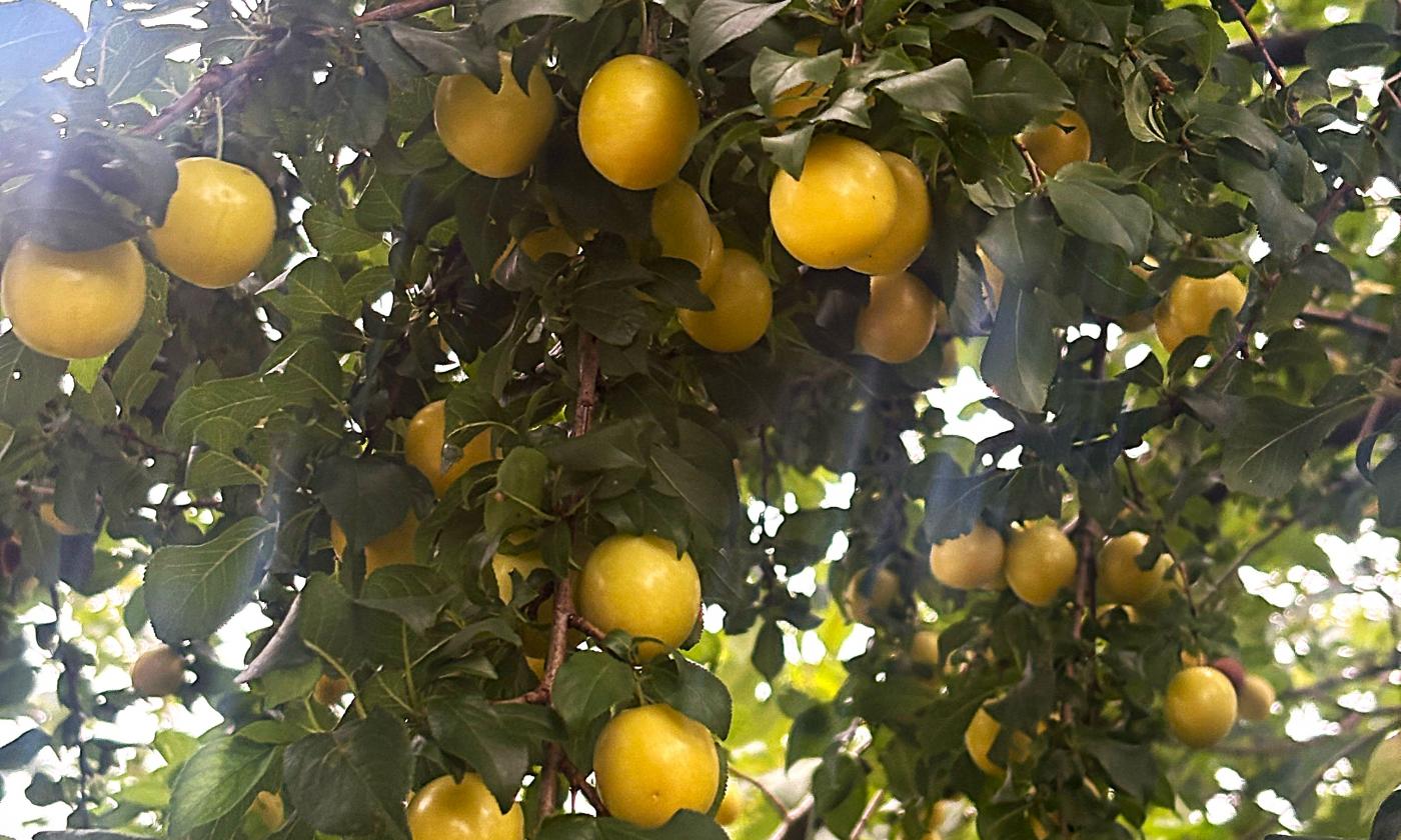 Mirabellen am Baum hängend - Prunus domestica subsp. syriaca Mirabellen am Baum hängend - Prunus domestica subsp. syriaca
