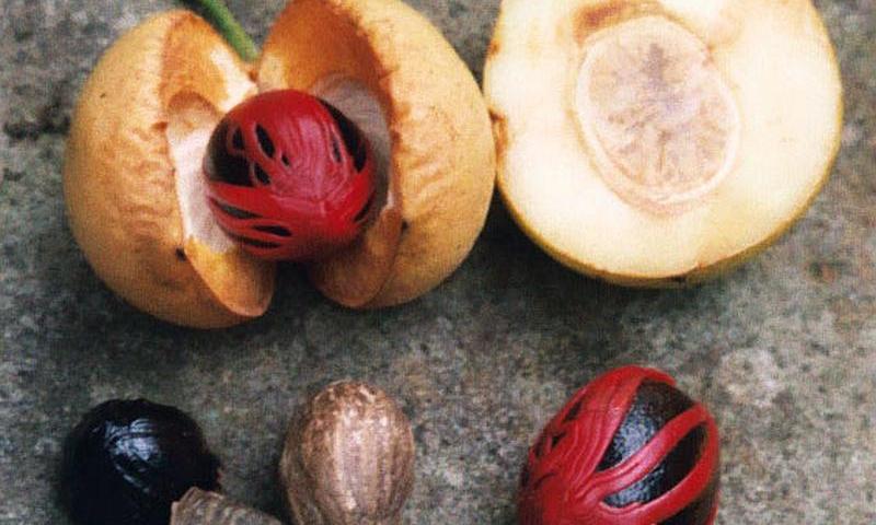 Плод мускатного ореха с семенами «орех» в окружении мацисов (красного цвета). Рядом сушёные орехи.