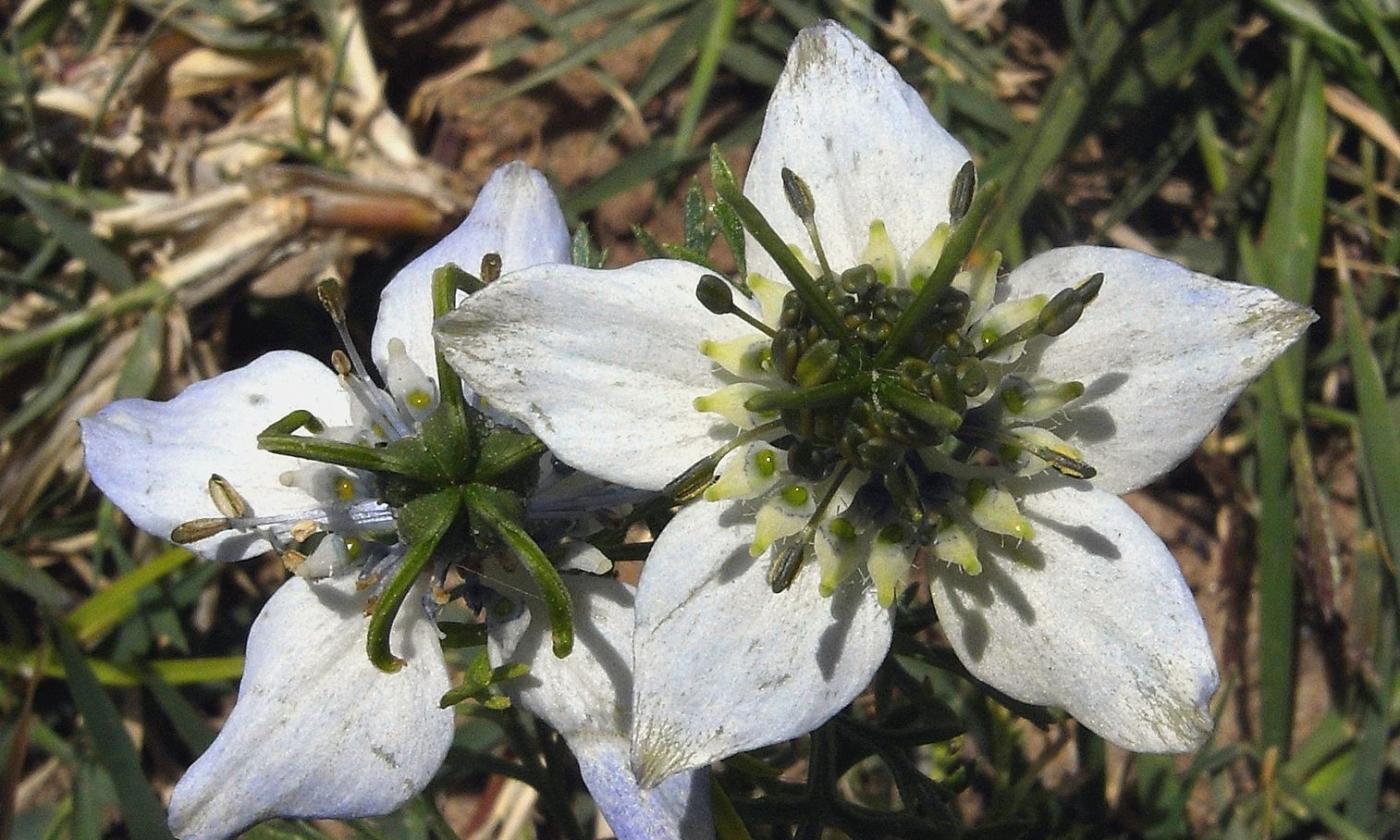The star-shaped blossom of true black seed—Nigella sativa The star-shaped blossom of true black seed—Nigella sativa