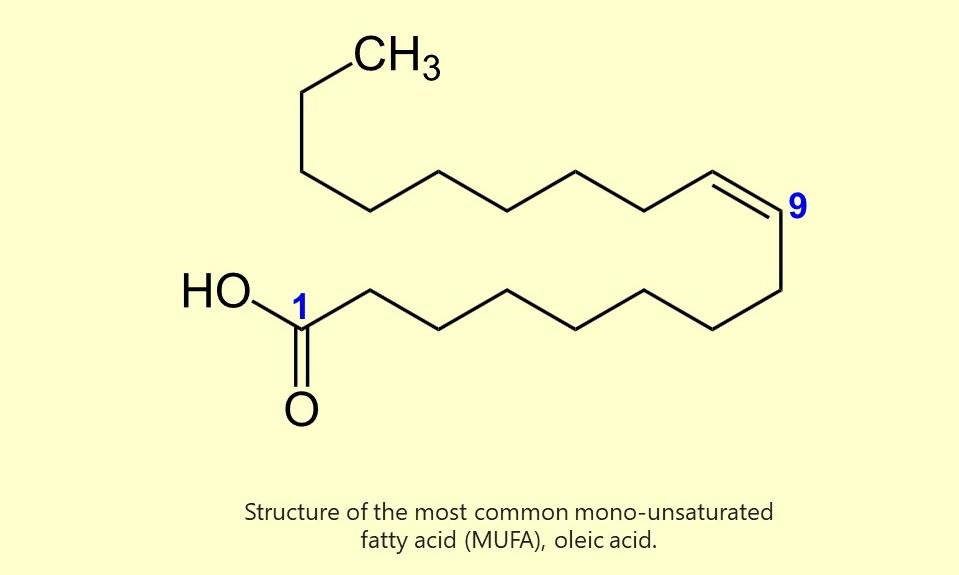 Struktur der Ölsäure (meistvorkommende einfach ungesättigte Fettsäure, MUFA).