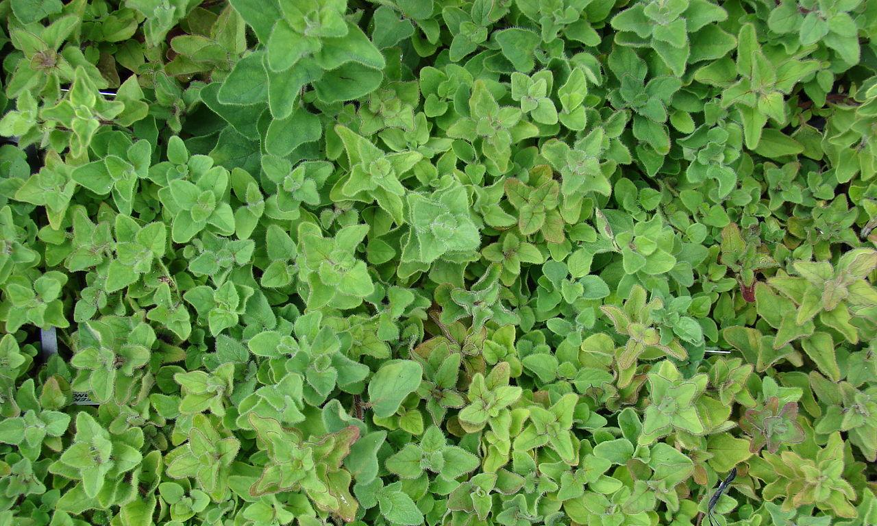 Орегано, греческий - Origanum vulgare subsp. hirtum: снимок дикорастущего греческого орегано Орегано, греческий - Origanum vulgare subsp. hirtum: снимок дикорастущего греческого орегано