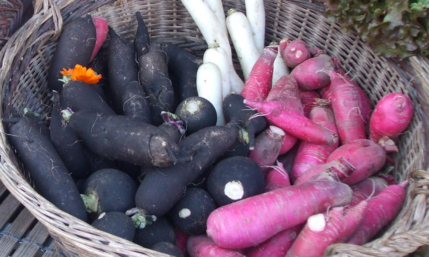Vegetables, raw, untreated: Garden radish, raw - Raphanus sativus. Vegetables, raw, untreated: Garden radish, raw - Raphanus sativus.