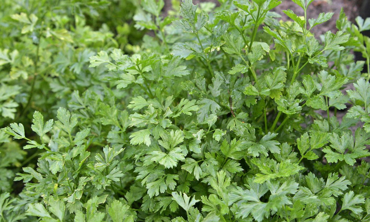 Fresh parsley (Petroselinum crispum) growing in the garden. Fresh parsley (Petroselinum crispum) growing in the garden.