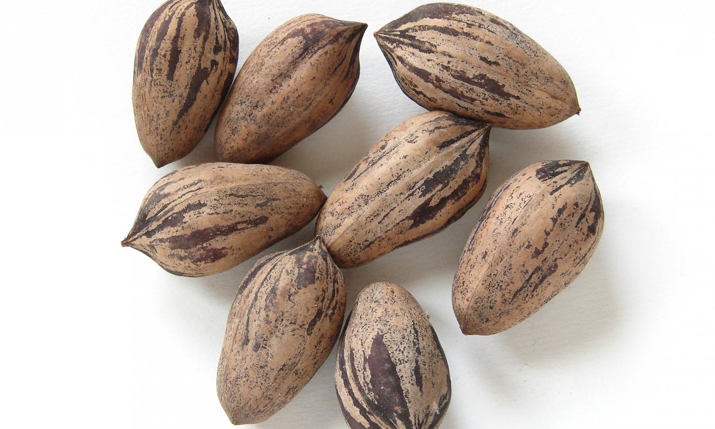 Pecan maturi (Carya illinoinensis) con un guscio sottile che può essere aperto senza schiaccianoci.