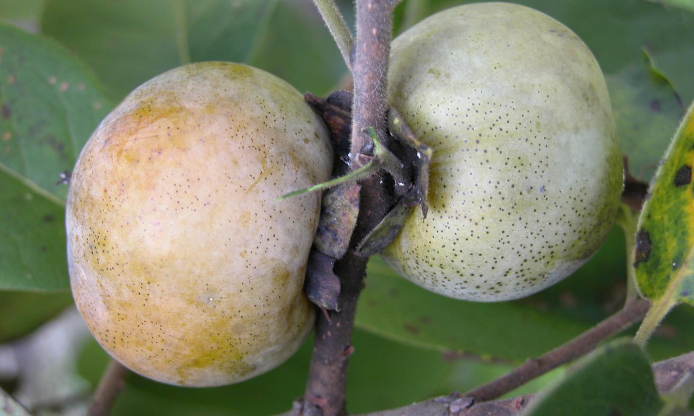 фрукты, сырые, необработанные: Persimmons, native, raw - Diospyros virginiana фрукты, сырые, необработанные: Persimmons, native, raw - Diospyros virginiana