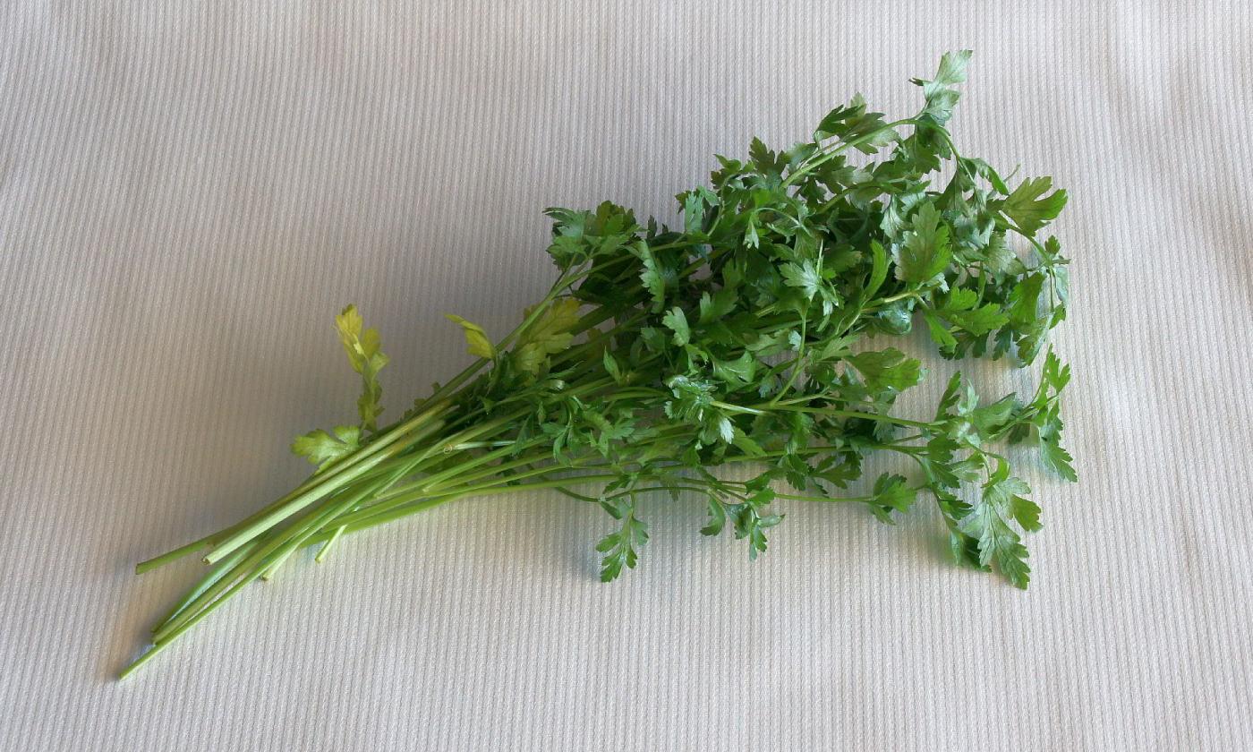 Fresh parsley on a cloth: parsley has an intense and spicy taste. Fresh parsley on a cloth: parsley has an intense and spicy taste.