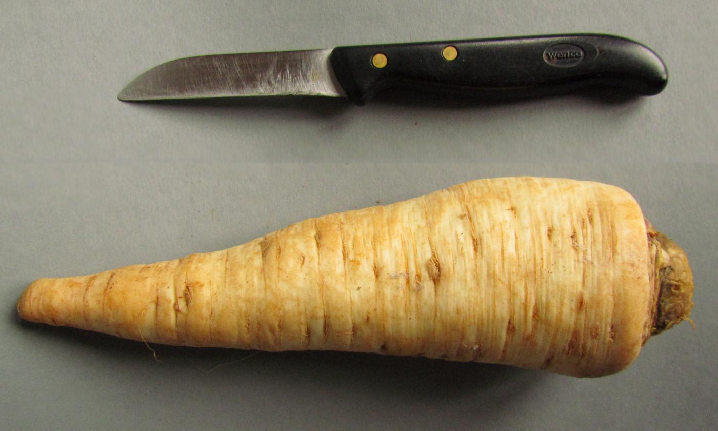 Gewaschene Wurzelpetersilie (Petersilienwurzel) mit einem Messer zum Grössenvergleich. Gewaschene Wurzelpetersilie (Petersilienwurzel) mit einem Messer zum Grössenvergleich.