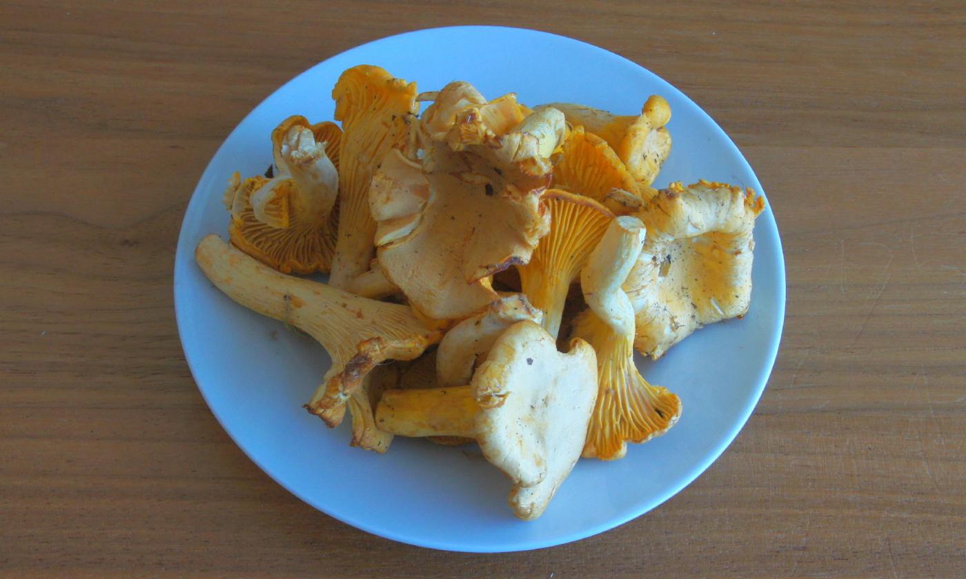Настоящая лисичка, сырая на тарелке - Cantharellus cibarius. Настоящая лисичка, сырая на тарелке - Cantharellus cibarius.