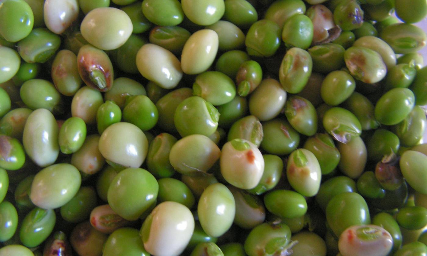 Крупный план: незрелые семена голубиного гороха, сырые - Cajanus cajan. Крупный план: незрелые семена голубиного гороха, сырые - Cajanus cajan.