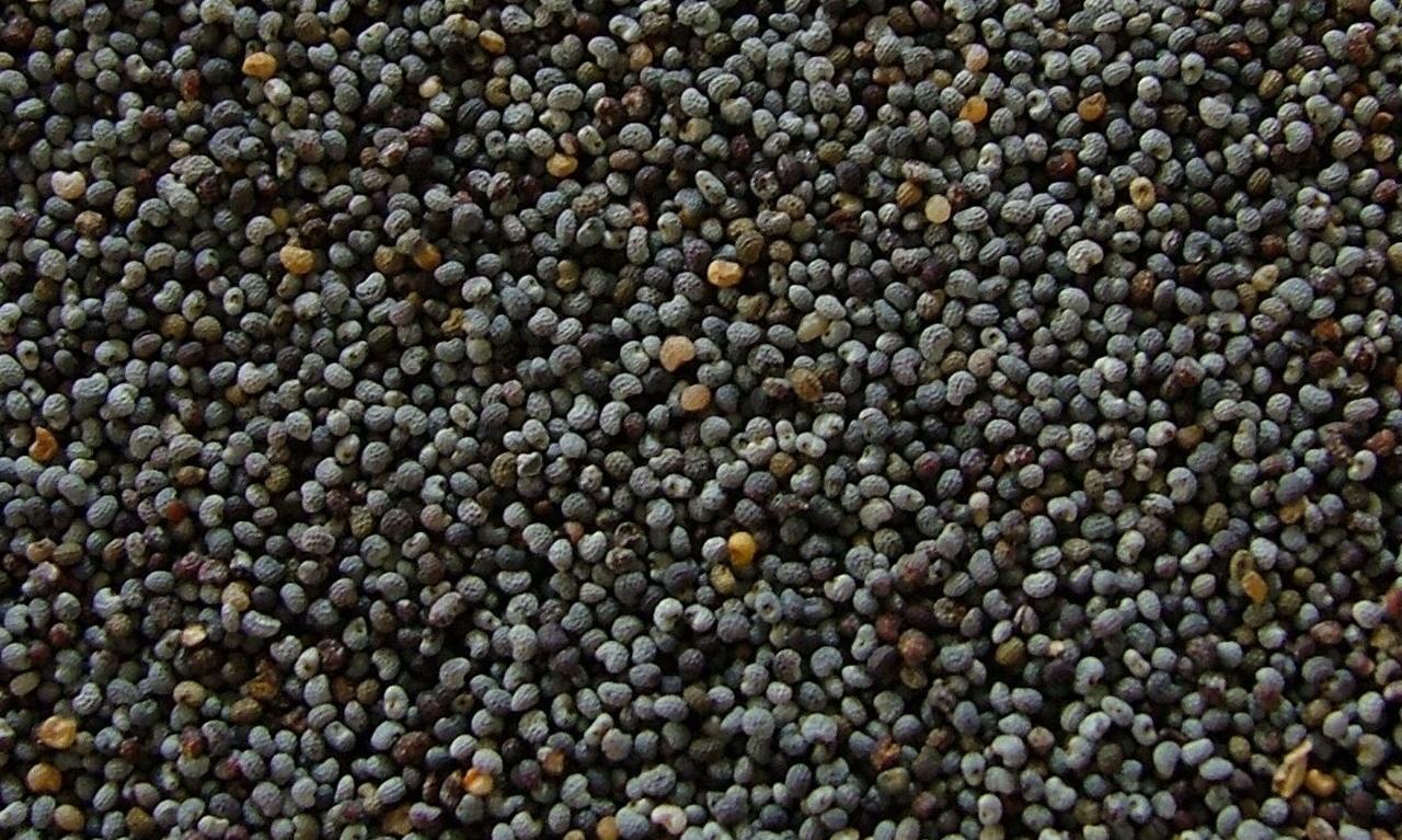Poppy seeds (Papaver somniferum), in bulk, ready to make poppy seed oil.