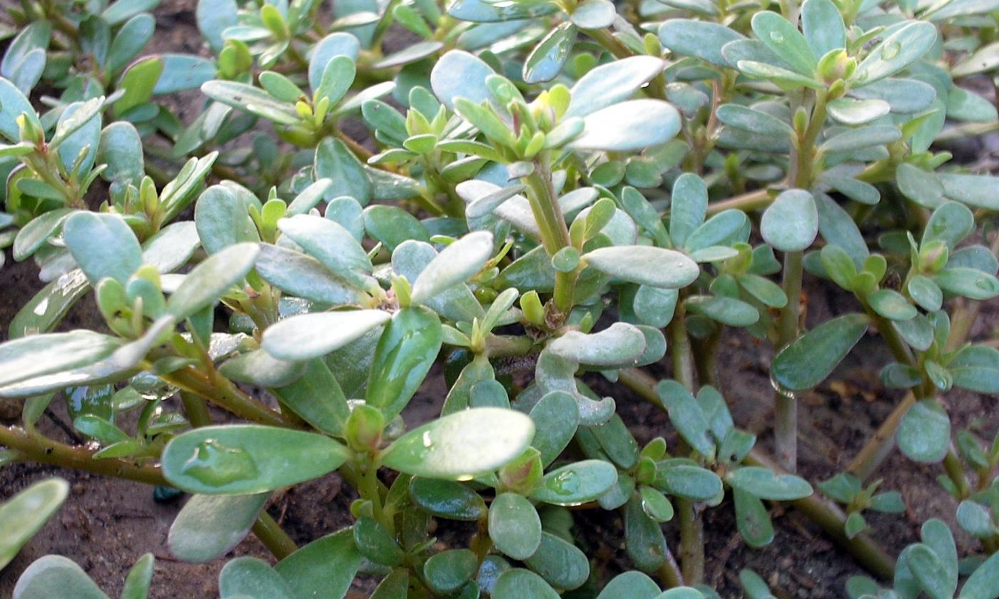 Gemüse roh, unbehandelt: Portulak, roh - Portulaca oleracea Gemüse roh, unbehandelt: Portulak, roh - Portulaca oleracea