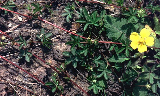 Лапочка ползучая - Potentilla reptans, с побегами и золотисто-желтыми цветками. Лапочка ползучая - Potentilla reptans, с побегами и золотисто-желтыми цветками.