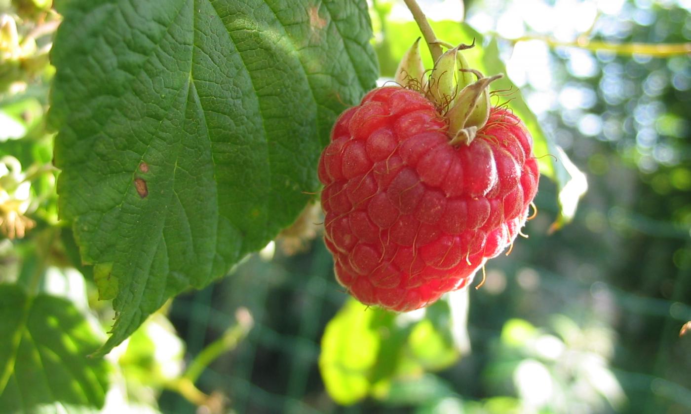 Спелый плод малины на малиновом кусте (Rubus idaeus L., подрод Idaeobatus). Спелый плод малины на малиновом кусте (Rubus idaeus L., подрод Idaeobatus).