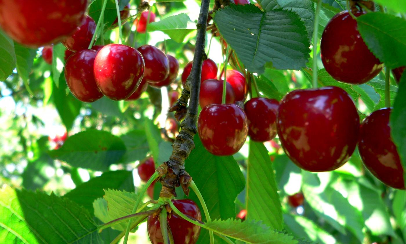 Сырые спелые плоды черешни - Prunus avium на дереве. Сырые спелые плоды черешни - Prunus avium на дереве.