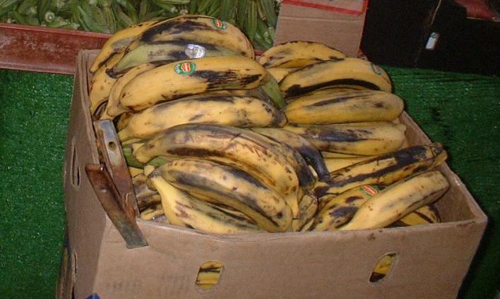 Carton box filled with ripe plantains (Musa x paradisiaca) on a British market. Carton box filled with ripe plantains (Musa x paradisiaca) on a British market.