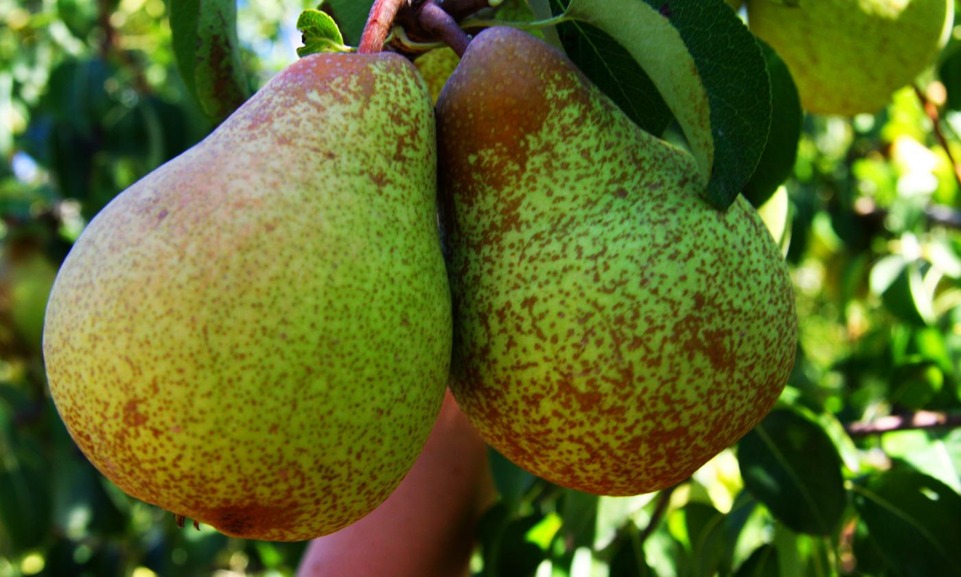 Pears with green skin hanging on pear tree, ready for harvest. Pears with green skin hanging on pear tree, ready for harvest.