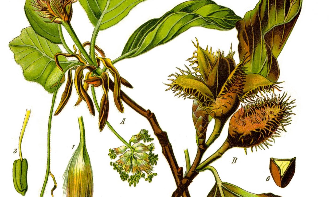 Teil-Illustration Rotbuchen-Bestandteile; Blüten, Buchenblätter und Buchecker der Fagus sylvatica. Teil-Illustration Rotbuchen-Bestandteile; Blüten, Buchenblätter und Buchecker der Fagus sylvatica.