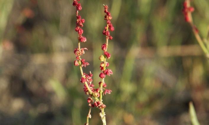Zwei Zweige eines Kleinen Sauerampfers in Blüte: - Rumex acetosella. Zwei Zweige eines Kleinen Sauerampfers in Blüte: - Rumex acetosella.