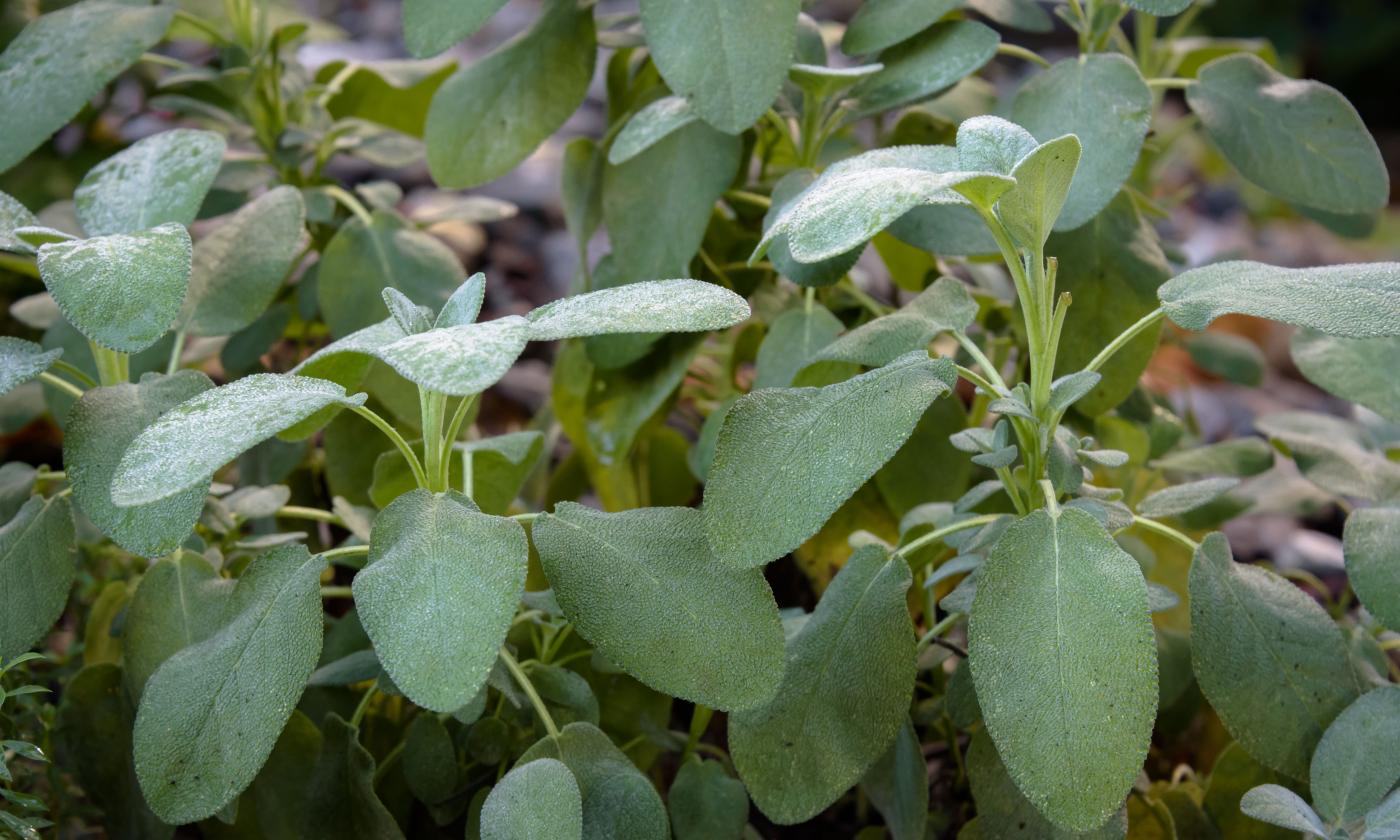 Мудрец шалфей шалфей (Salvia officinalis): Не подходит для длительного использования. Мудрец шалфей шалфей (Salvia officinalis): Не подходит для длительного использования.