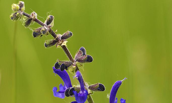 Salbei bzw. Wiesensalbei als Ende Pflanzenstiel mit Blüten in blau-violett vor grünem Hintergrund.