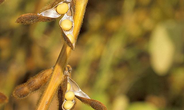 Соевые бобы - Glycine max: соевое растение со спелым раскрытым стручком, в котором видны бобы. Соевые бобы - Glycine max: соевое растение со спелым раскрытым стручком, в котором видны бобы.