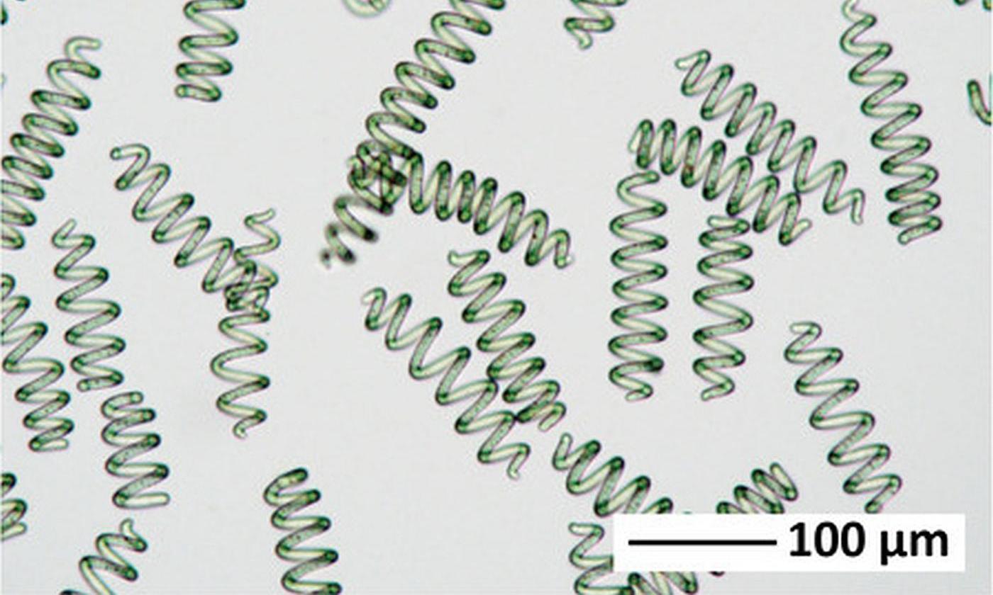 Bilder der Spirulina-Bakterien (eine Gattung der Cyanobakterien). Bilder der Spirulina-Bakterien (eine Gattung der Cyanobakterien).