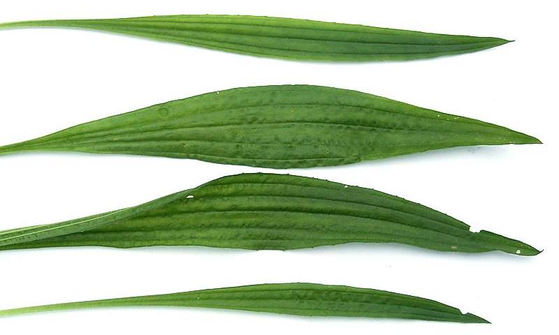 Erbe: plantano minore - Plantago lanceolata Erbe: plantano minore - Plantago lanceolata