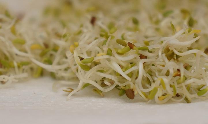 Brotes de semillas de alfalfa, germinados, crudos - Medicago sativa - apilados en la superficie. Brotes de semillas de alfalfa, germinados, crudos - Medicago sativa - apilados en la superficie.