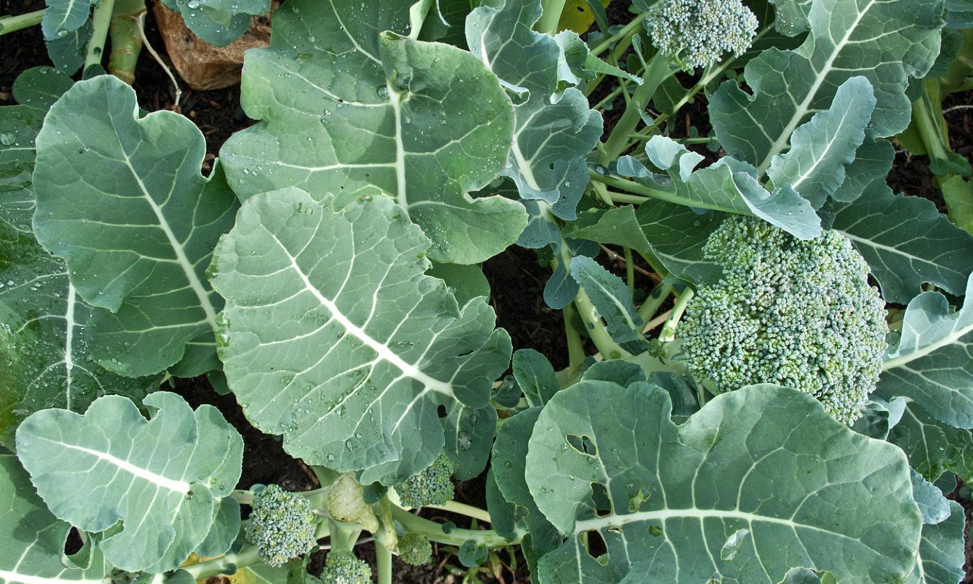 Brócoli en el jardín, visible sobre todas las hojas y tallos comestibles.