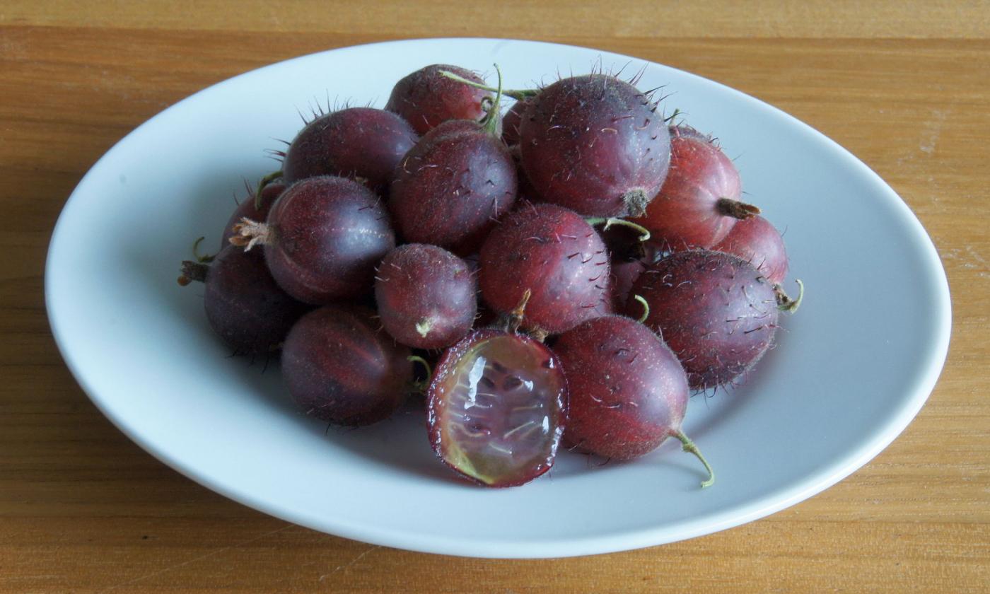 Stachelbeeren auf einem Teller: Stachelbeeren tragen aus botanischer Sicht Dornen, nicht Stacheln. Stachelbeeren auf einem Teller: Stachelbeeren tragen aus botanischer Sicht Dornen, nicht Stacheln.
