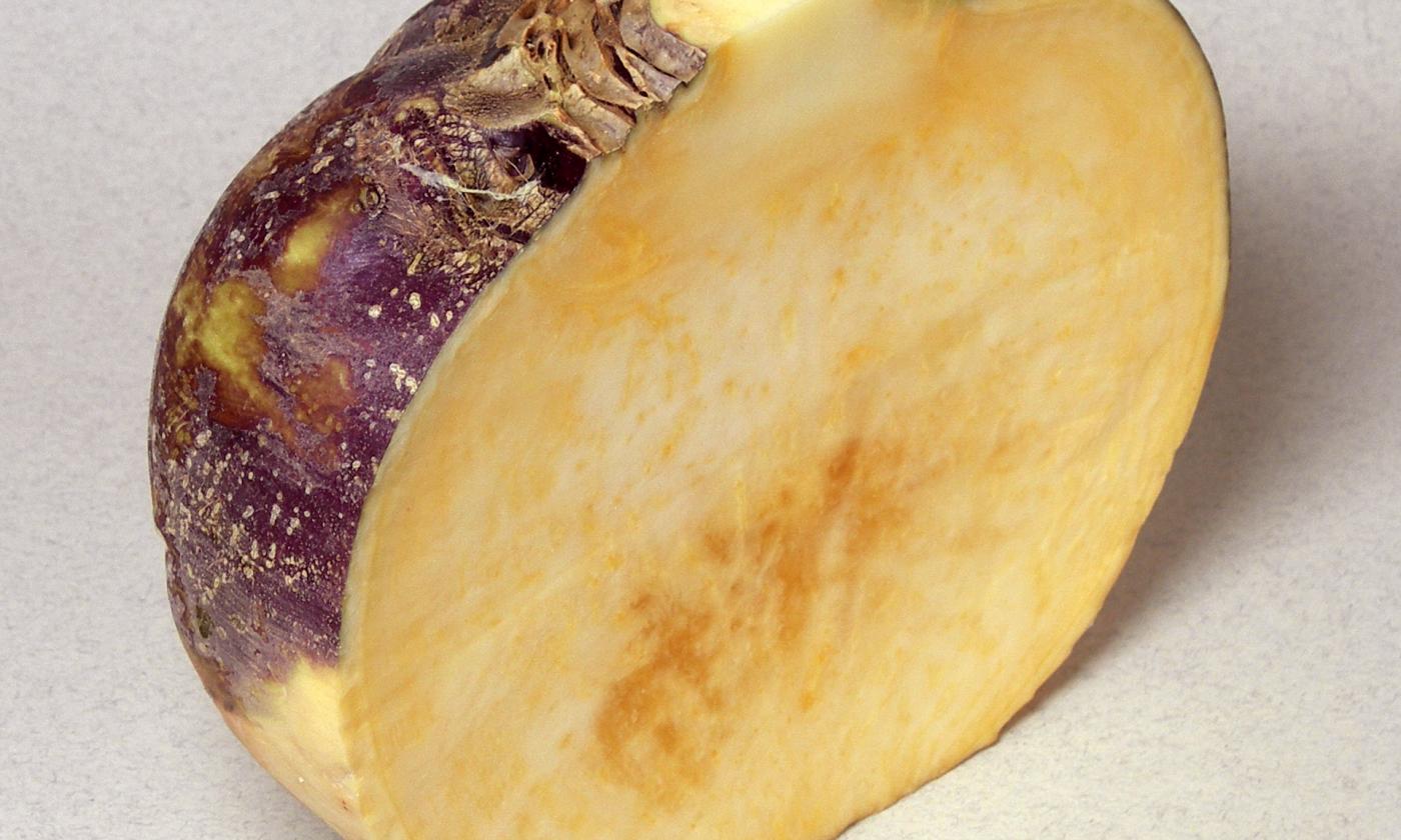 Halved purple-white swedish turnip with yellow flesh - Brassica napus ssp. napobrassica. Halved purple-white swedish turnip with yellow flesh - Brassica napus ssp. napobrassica.
