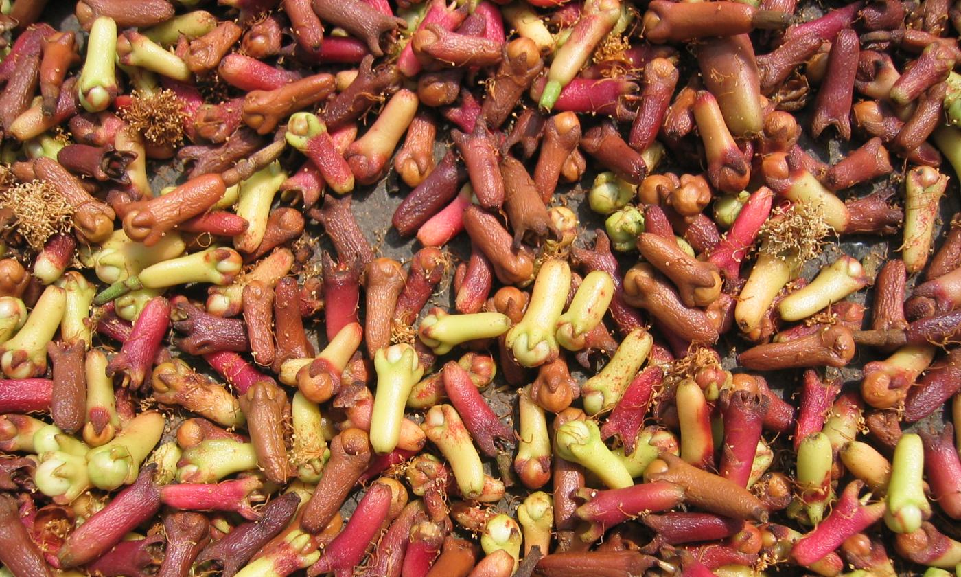 Cloves - Syzygium aromaticum - raw, freshly prepared for drying. Cloves - Syzygium aromaticum - raw, freshly prepared for drying.